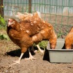 Cara Membuat Pakan Ayam Layer Sendiri: Hemat dan Berkualitas