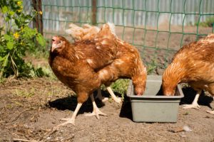 Ayam layer
