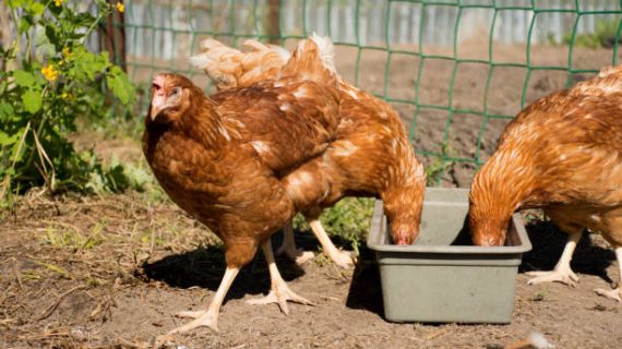 Cara Membuat Pakan Ayam Layer Sendiri: Hemat dan Berkualitas