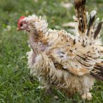 Memahami Molting: Siklus Pergantian Bulu Ayam Layer