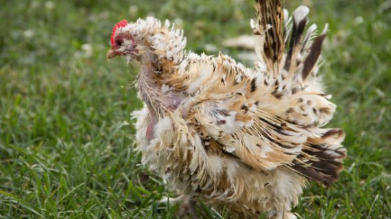 Memahami Molting: Siklus Pergantian Bulu Ayam Layer