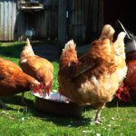 Strategi Pemberian Pakan Ayam Broiler untuk Meningkatkan Bobot