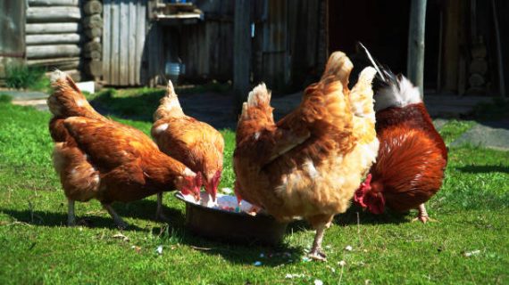 Strategi Pemberian Pakan Ayam Broiler untuk Meningkatkan Bobot