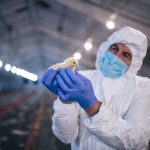 10 Rekomendasi Produk Kesehatan Ayam Broiler