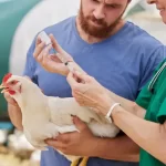 Cara Mengatasi Penyakit Cekrek pada Ayam