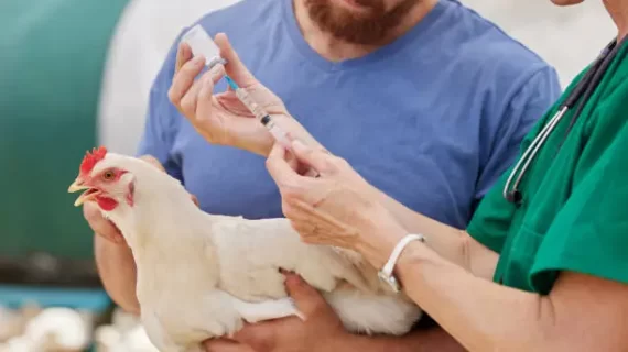 Cara Mengatasi Penyakit Cekrek pada Ayam