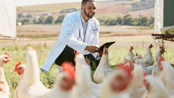 Pentingnya Pemantauan Titer Antibodi dalam Ternak Ayam