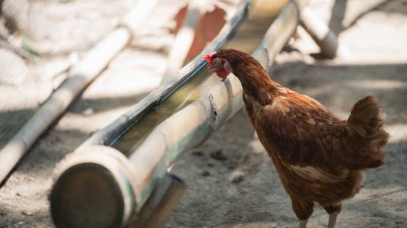Kolibasilosis pada Ayam: Cara Mencegah dan Mengatasinya