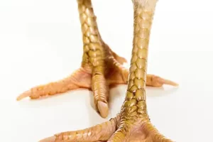 tulang kaki