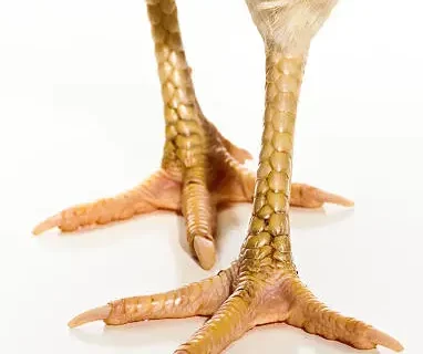 Cegah Cedera! Gini Cara Merawat Tulang Kaki Ayam Laga