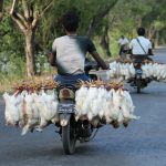 Strategi Pengelolaan Panen Ayam Broiler