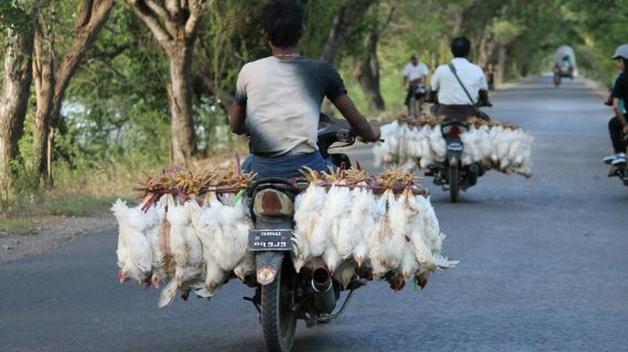 Strategi Pengelolaan Panen Ayam Broiler