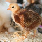 Pullet: Fondasi Utama Berternak Ayam Layer