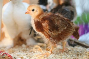 ayam layer