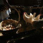 Kebutuhan Nutrisi Optimal dalam Pakan Ayam Petelur