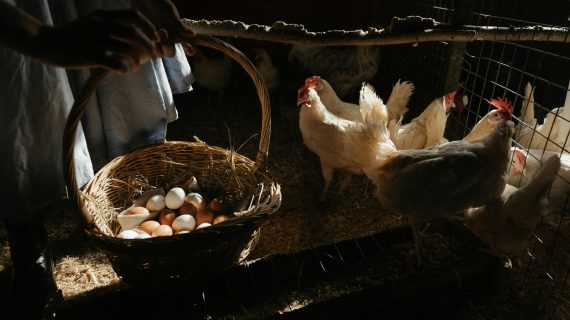 Kebutuhan Nutrisi Optimal dalam Pakan Ayam Petelur