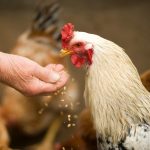 Mengenal Komposisi Pakan Ayam Kampung untuk Hasil Maksimal