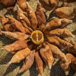 Teknik Peralihan Pakan Ayam Broiler yang Optimal