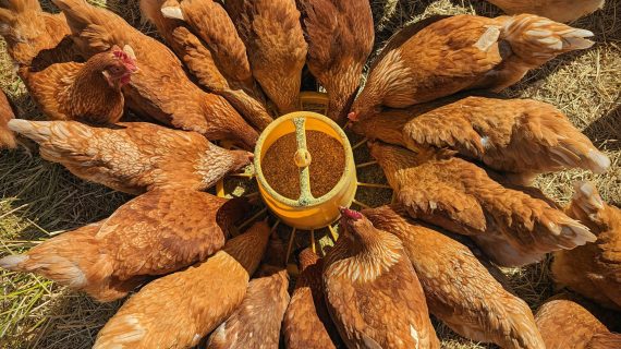 Teknik Peralihan Pakan Ayam Broiler yang Optimal