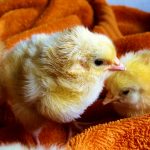 Pengelolaan Pakan Ayam Broiler Fase Starter