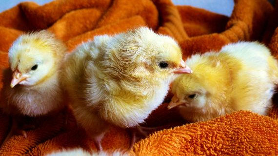 Pengelolaan Pakan Ayam Broiler Fase Starter