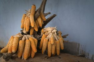 jagung kering