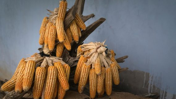 Jagung Kering: Pakan Hemat untuk Ayam Broiler!
