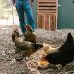 Pakan Terbaik untuk Hasil Telur Ayam Negeri yang Besar