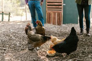 telur ayam negeri
