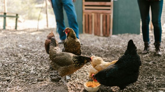 Pakan Terbaik untuk Hasil Telur Ayam Negeri yang Besar