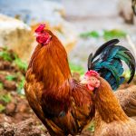 Kebutuhan Nutrisi dan Pakan Ayam Kampung