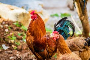 ayam kampung