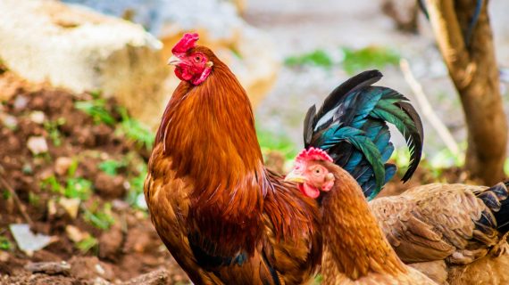 Kebutuhan Nutrisi dan Pakan Ayam Kampung