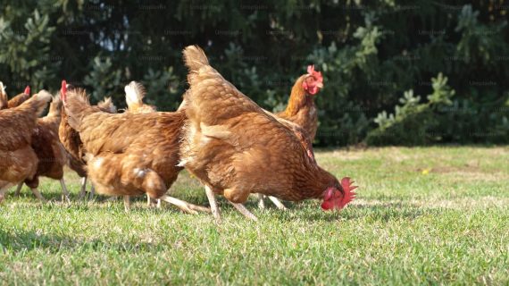 Peran Krusial Homogenitas dalam Nutrisi Ternak