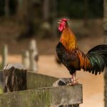Pentingnya Pengobatan & Perawatan Luka Ayam Aduan