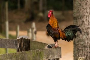 ayam aduan