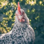 Kutu Ayam: Kenali Penyebab dan Solusi Efektif
