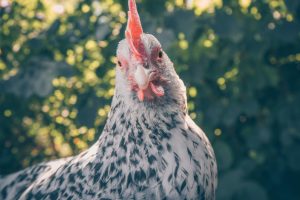kutu ayam