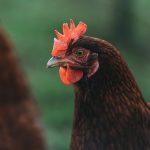 Strategi Kesehatan Optimal untuk Ayam Pejantan