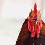 Mencegah dan Mengatasi Jamuran pada Ayam Laga