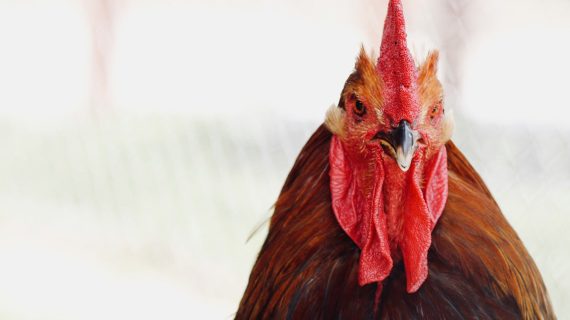 Mencegah dan Mengatasi Jamuran pada Ayam Laga