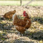 Mari kenali Kesehatan Ayam Melalui Warna Feses