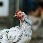 Solusi Ampuh Atasi Turun Urat pada Ayam Laga