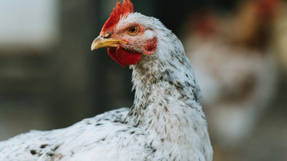 Solusi Ampuh Atasi Turun Urat pada Ayam Laga