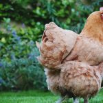 Manfaat Micin untuk Pertumbuhan Ayam Broiler