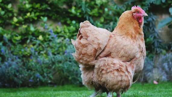 Manfaat Micin untuk Pertumbuhan Ayam Broiler