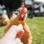 Strategi Optimal untuk Pemberiaan Pakan Ayam Petelur