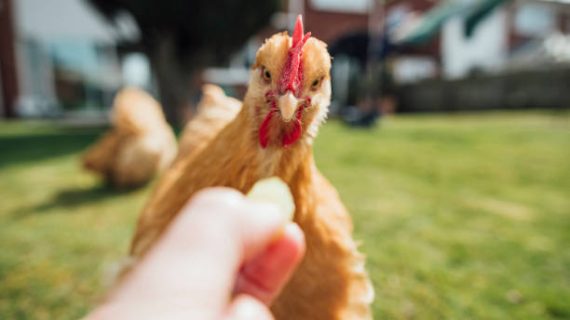 Strategi Optimal untuk Pemberiaan Pakan Ayam Petelur