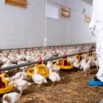5 Langkah Mudah Sanitasi Kandang Ayam Total