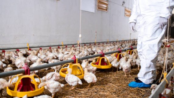 5 Langkah Mudah Sanitasi Kandang Ayam Total
